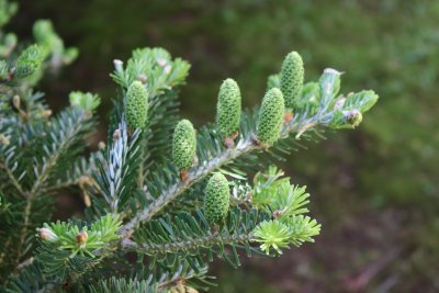 Abies koreana - jedle korejská - šištice